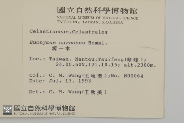 厚葉衛矛, 源一木藏品圖，第2張