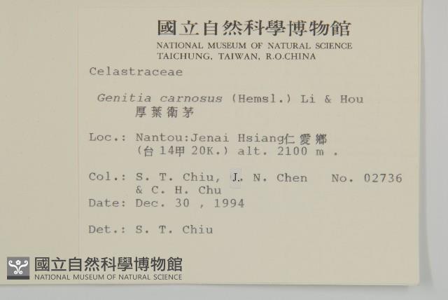 厚葉衛矛藏品圖，第2張