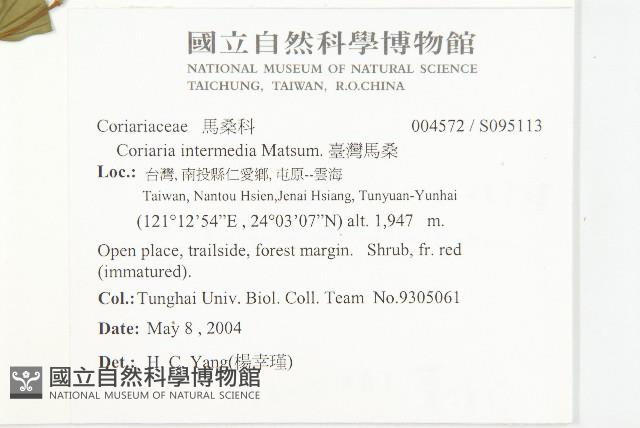 臺灣馬桑藏品圖，第2張