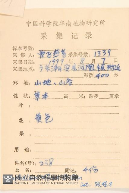 鼠麴草藏品圖，第2張