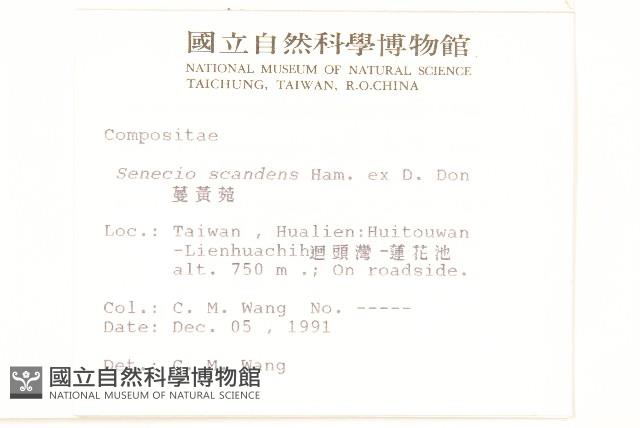 蔓黃菀藏品圖，第2張