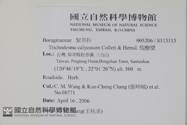 假酸漿藏品圖，第2張