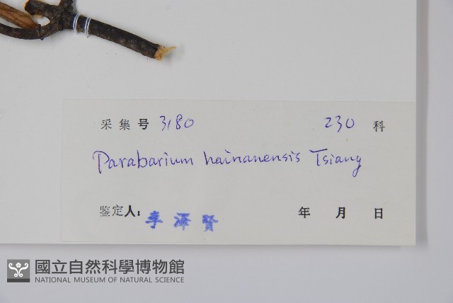 海南杜仲藤藏品圖，第2張