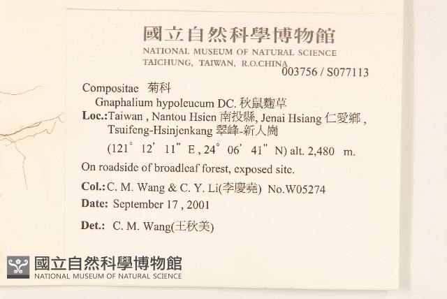 秋鼠麴草藏品圖，第2張
