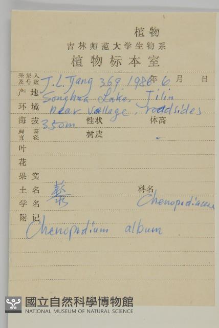 藜、灰藜藏品圖，第2張