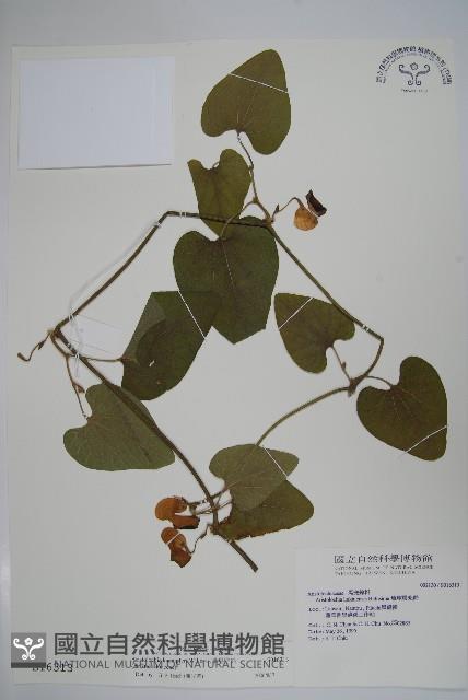 大葉馬兜鈴藏品圖，第1張