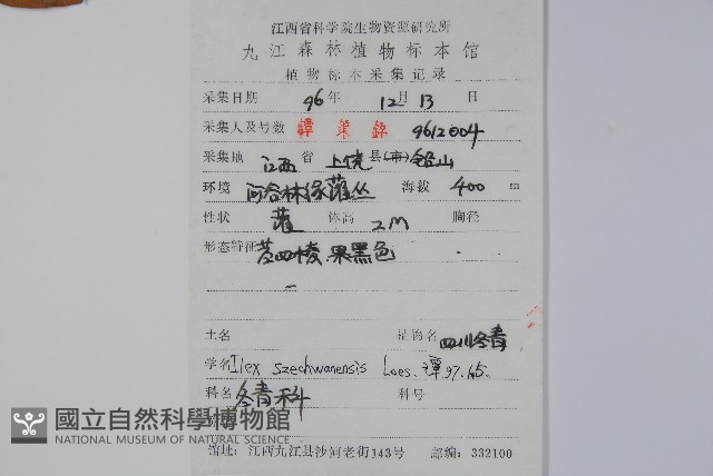 四川冬青藏品圖，第2張