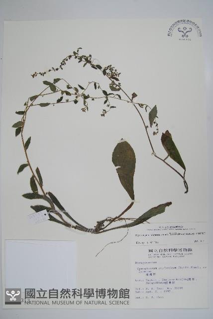 盾果草藏品圖，第1張