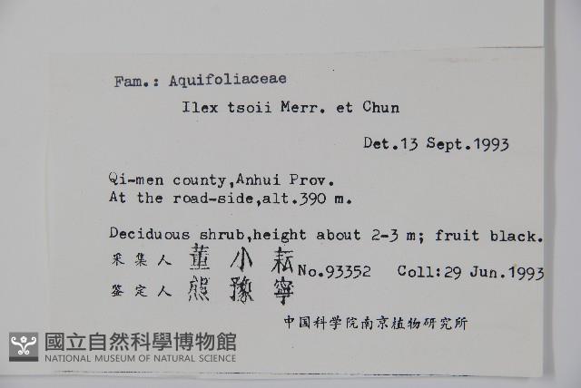 紫果冬青藏品圖，第2張