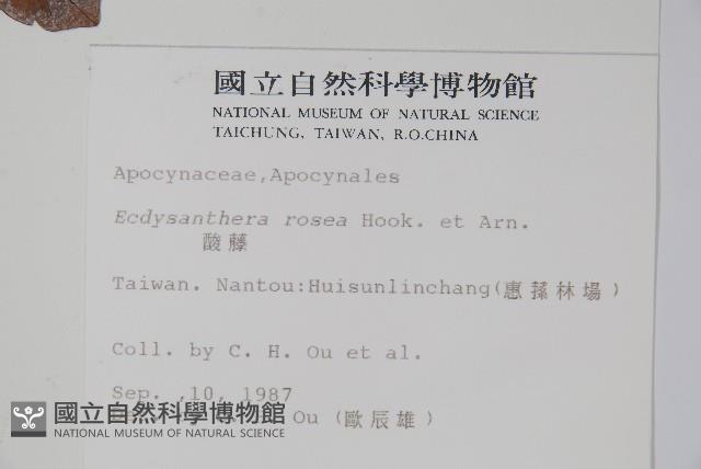 酸藤藏品圖，第2張