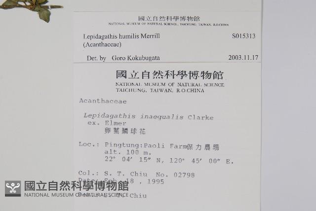 矮鱗球花藏品圖，第2張