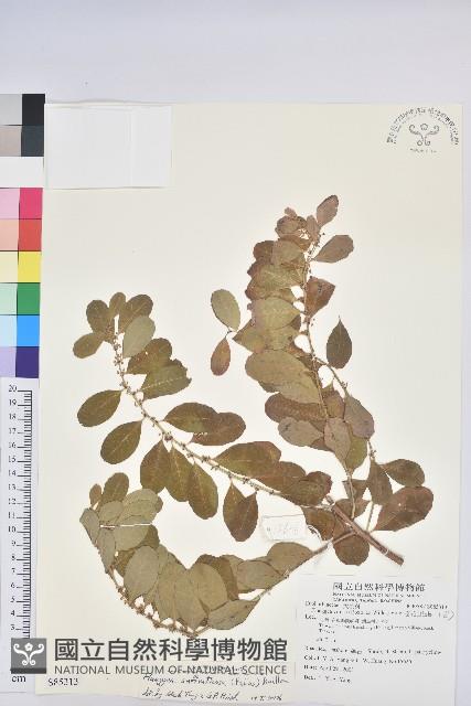 白飯樹藏品圖，第1張