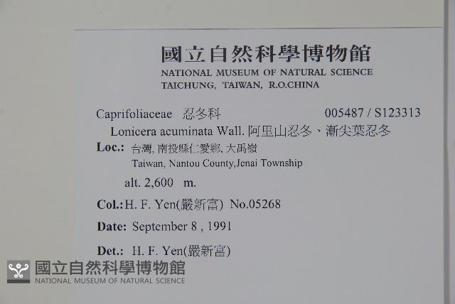 阿里山忍冬、漸尖葉忍冬藏品圖，第2張