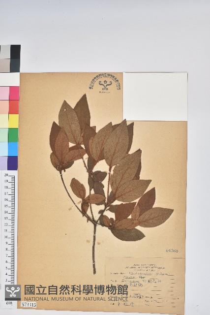 金毛杜鵑藏品圖，第1張