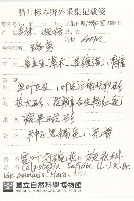 寬葉打碗花藏品圖，第2張