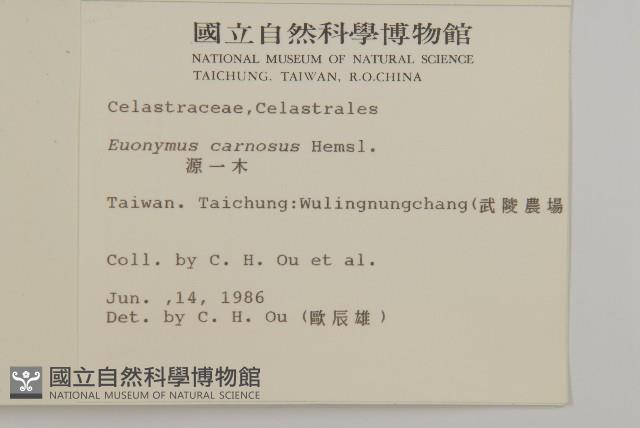 厚葉衛矛, 源一木藏品圖，第2張