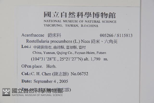 爵床、六角英藏品圖，第2張