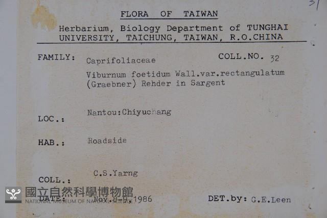 狹葉莢迷藏品圖，第2張