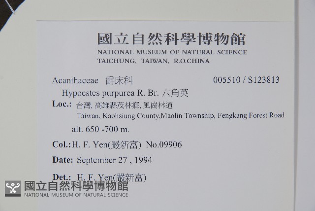 六角英, 槍刀菜藏品圖，第2張