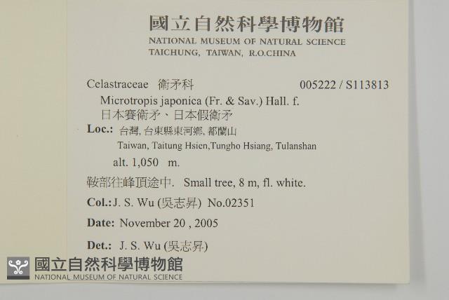 日本賽衛矛、日本假衛矛藏品圖，第2張