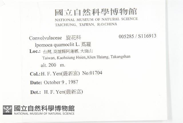 蔦蘿藏品圖，第2張