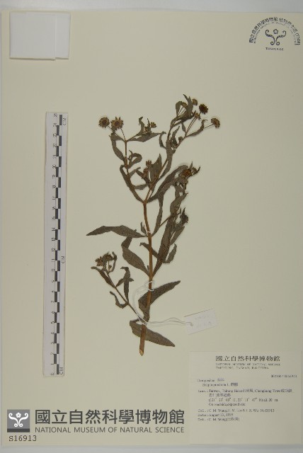 鱧腸藏品圖，第1張