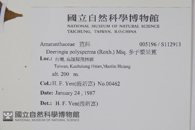 多子漿果莧藏品圖，第2張