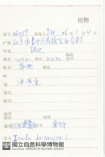 歐亞旋覆花藏品圖，第2張