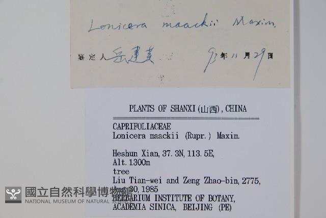 金銀忍冬藏品圖，第2張