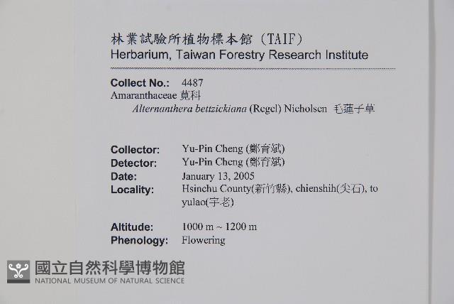 毛蓮子草藏品圖，第2張