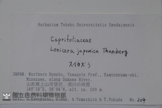 忍冬、金銀花藏品圖，第2張