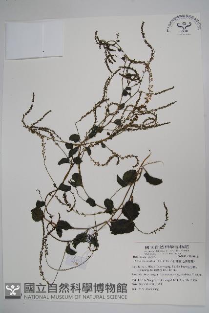 洋落葵、心葉落葵藏品圖，第1張