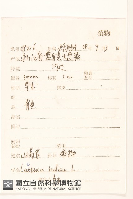 鵝仔草藏品圖，第2張