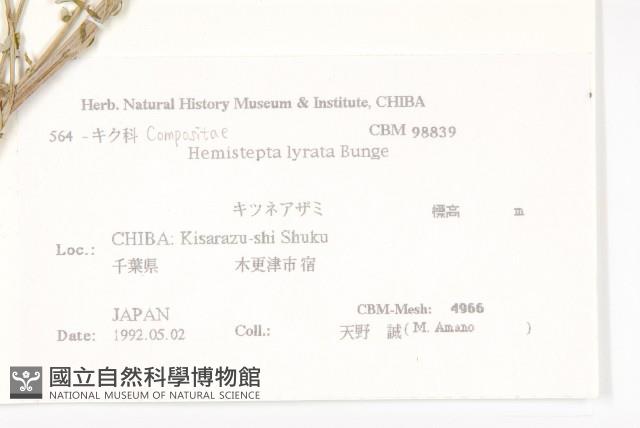 泥胡菜藏品圖，第2張