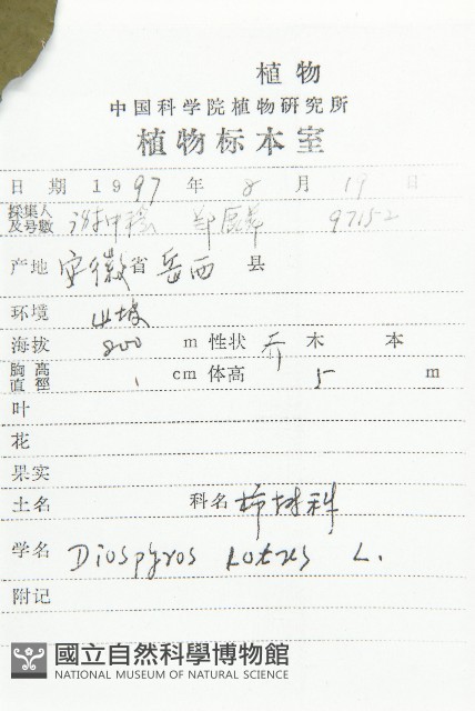 黑棗、君遷子藏品圖，第2張