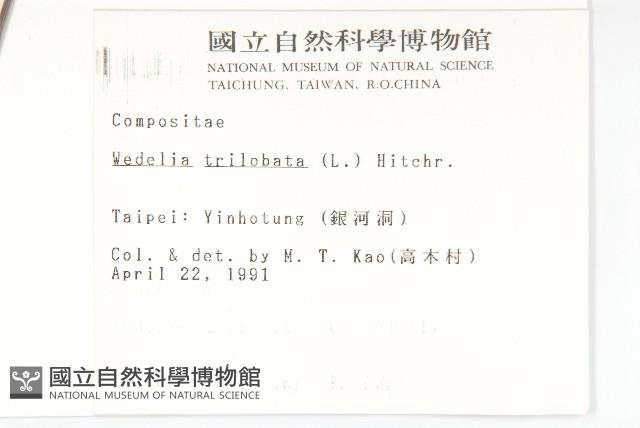 南美蟛蜞菊、三裂葉蟛蜞菊藏品圖，第2張