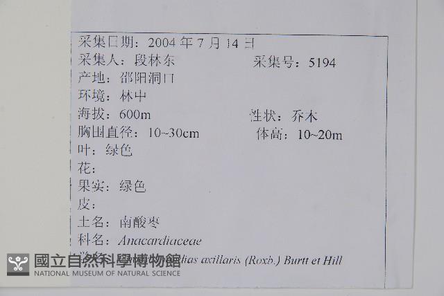 南酸棗藏品圖，第2張