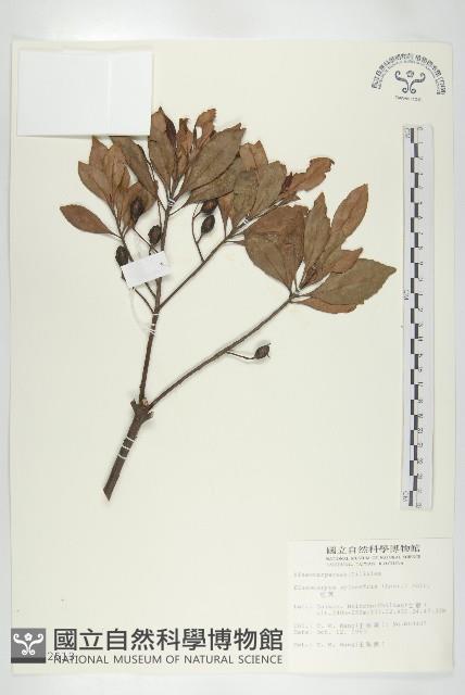 杜英、山杜英、蘭嶼杜英藏品圖，第1張