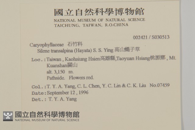 高山蠅子草藏品圖，第2張