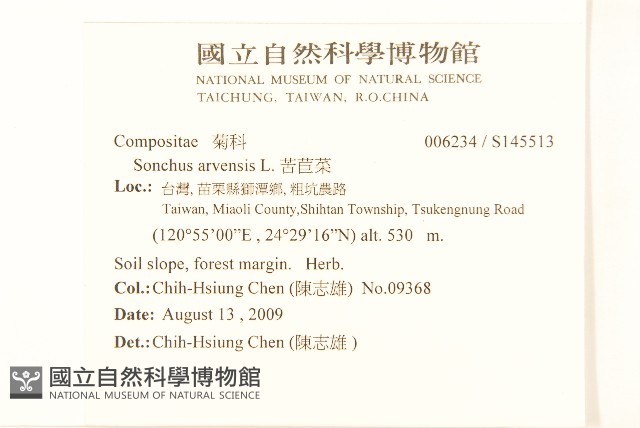 苦苣菜藏品圖，第2張