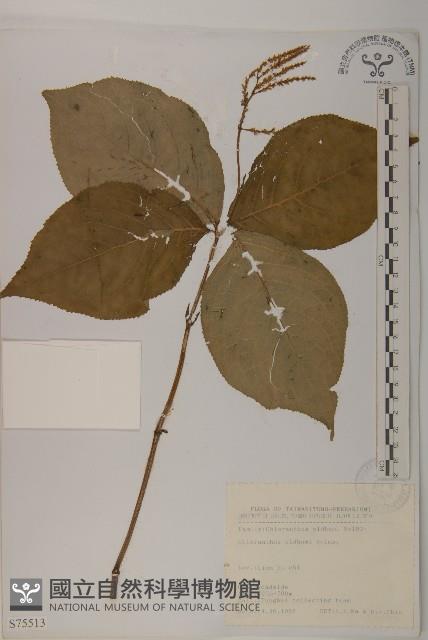 臺灣及己藏品圖，第1張