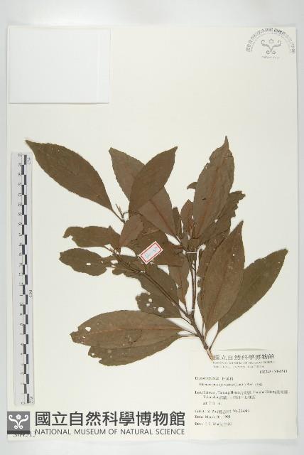 杜英、山杜英、蘭嶼杜英藏品圖，第1張