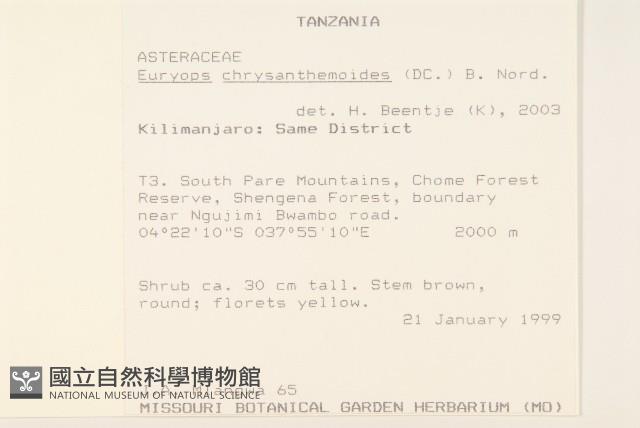 情人菊藏品圖，第2張