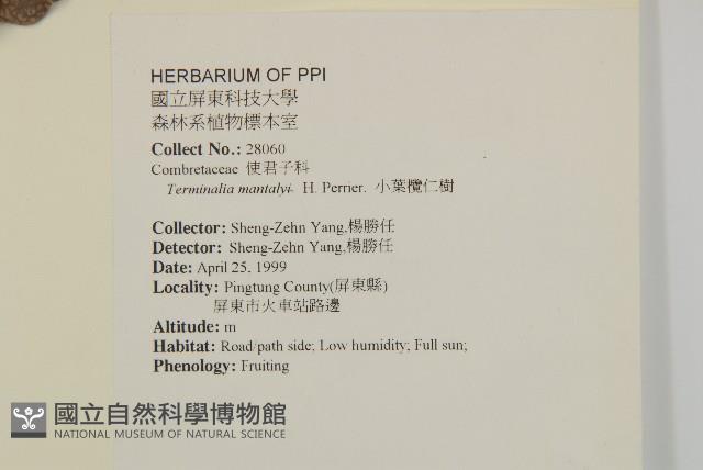 小葉欖仁藏品圖，第2張