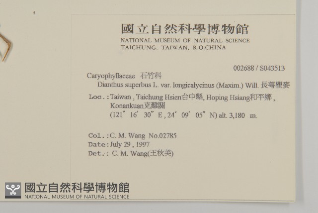 長萼瞿麥藏品圖，第2張