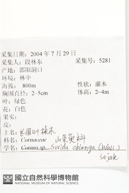 長圓葉萊木藏品圖，第2張