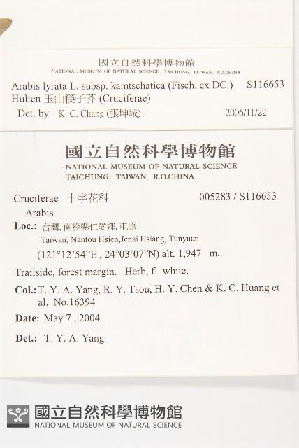 玉山筷子芥藏品圖，第2張