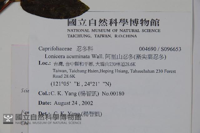 阿里山忍冬、漸尖葉忍冬藏品圖，第2張