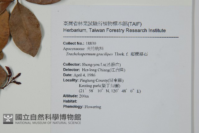 細梗絡石藏品圖，第2張