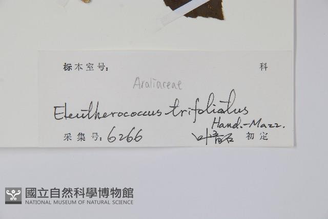 三葉五加藏品圖，第2張